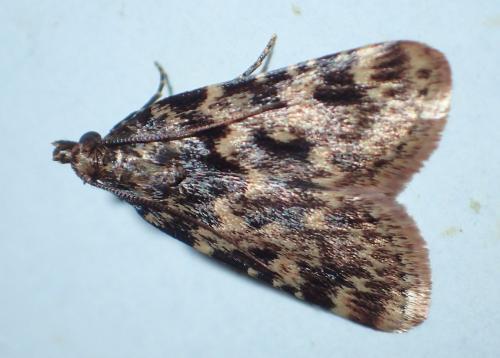 Réf. 191 427 : Aglossa caprealis